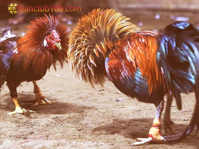 Xác định điểm số